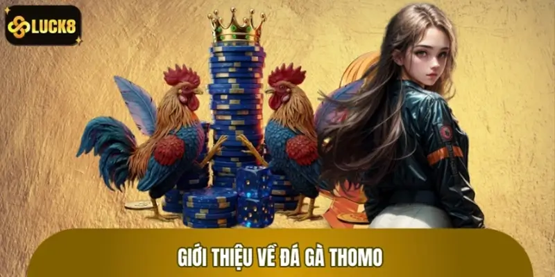 Giới thiệu về lịch sử phát triển đá gà Thomo kịch tính Giới thiệu về lịch sử phát triển đá gà Thomo kịch tính