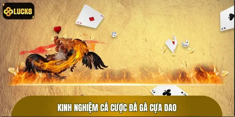 Kinh nghiệm giúp mọi người chơi chọi gà cựa dao hứng thú hơn