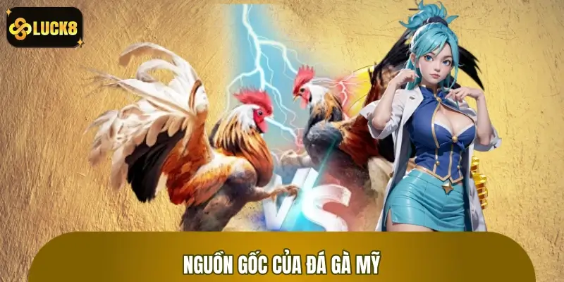 Nguồn gốc giống gà Mỹ và quá trình lai tạo hàng trăm năm Nguồn gốc giống gà Mỹ và quá trình lai tạo hàng trăm năm