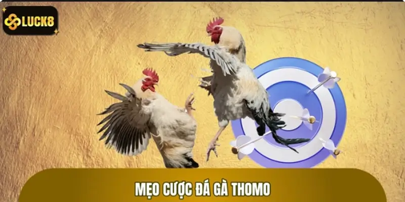 Tip chuẩn khi chơi chọi kê Thomo để đạt hiệu quả tối ưu Tip chuẩn khi chơi chọi kê Thomo để đạt hiệu quả tối ưu